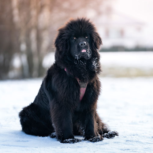 En svart hund i ett vinterlandskap