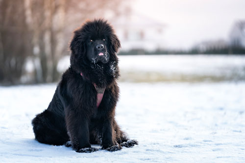 En svart hund i snön